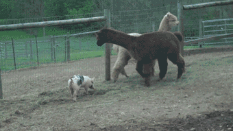 神兽也怕猪队友动物gif搞笑图片