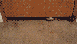 喵星人就是这样柔软有弹性动物gif搞笑图片