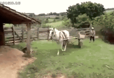 这匹马绝对考过科目二动物gif搞笑图片