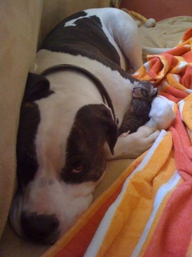 超越物种的情感动物gif搞笑图片