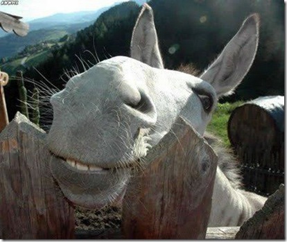 动物笑起来也很High!动物gif搞笑图片