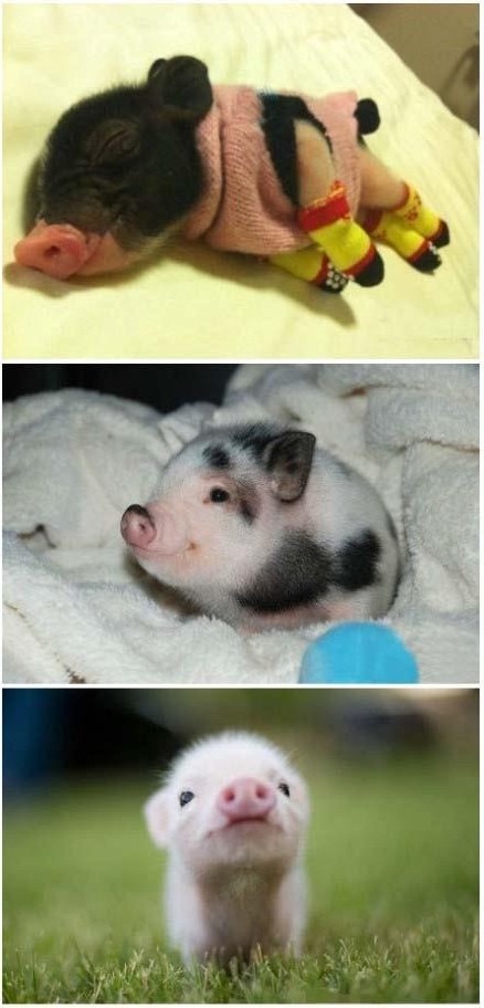 二师兄曾有过的那些青葱岁月。。。动物gif搞笑图片