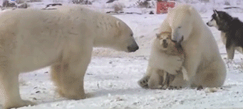 汪星人：叔叔阿姨，你们认错人了动物gif搞笑图片