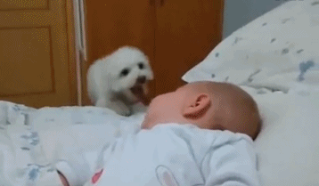 只为了在人群中多看你一眼动物gif搞笑图片