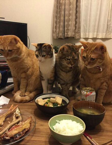 主人，这是开饭了吗动物gif搞笑图片