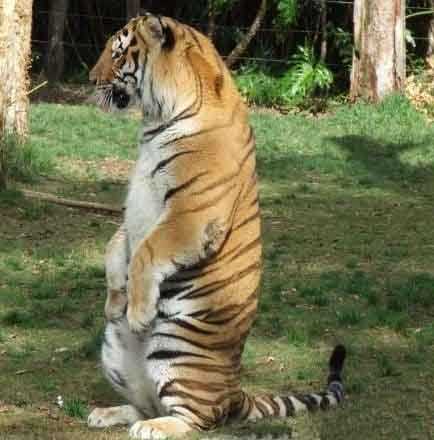 王者的喵样动物gif搞笑图片