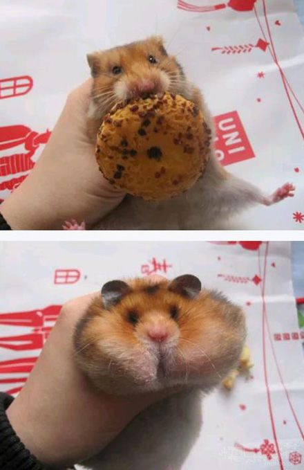 吃货的世界就是撑死也心甘情愿动物gif搞笑图片