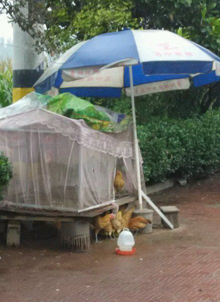 第一次见这么牛X的鸡窝动物gif搞笑图片