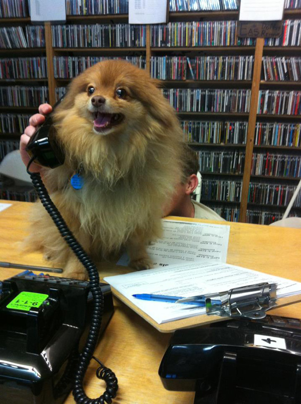 可爱的狐狸狗动物gif搞笑图片