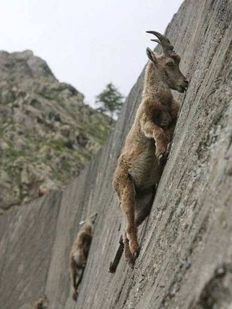 这样的山羊你伤的起么？动物gif搞笑图片