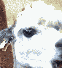羊驼(alpaca)在咀嚼动物gif搞笑图片