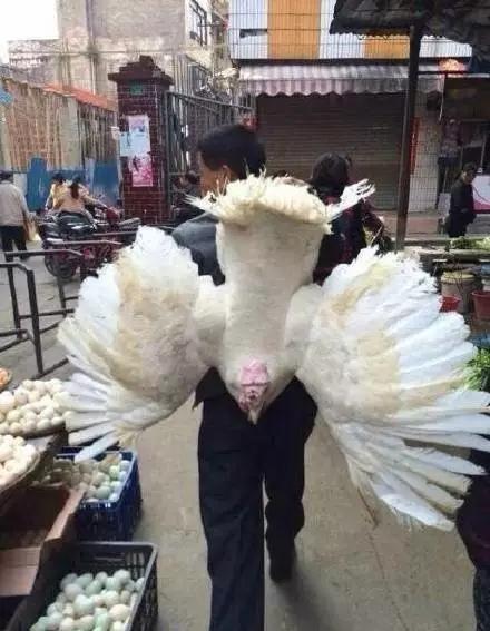 我一直有双隐形的翅膀，带我飞……动物gif搞笑图片