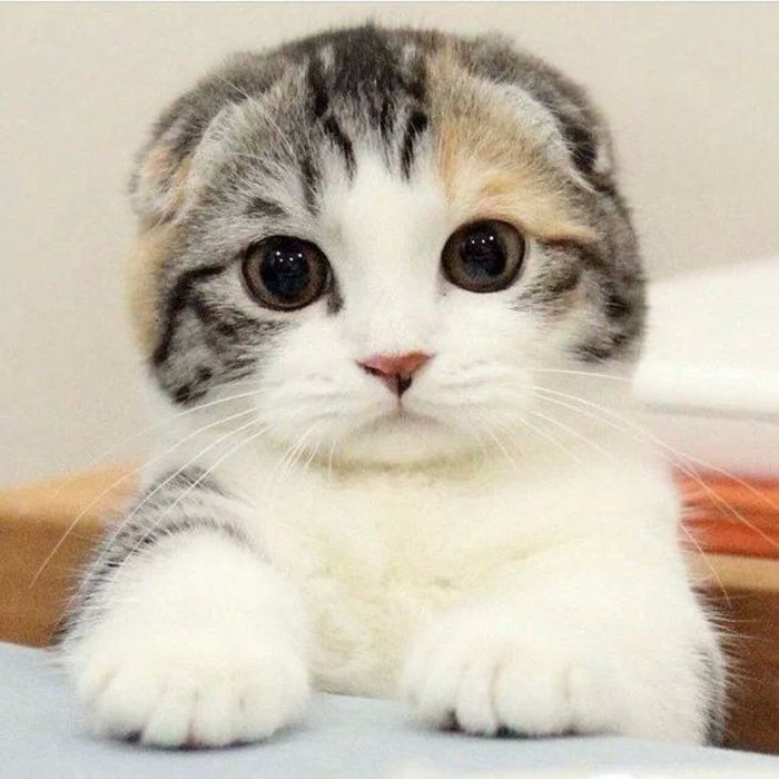 哼╭(╯^╰)╮，今天你必须把小鱼干给我动物gif搞笑图片