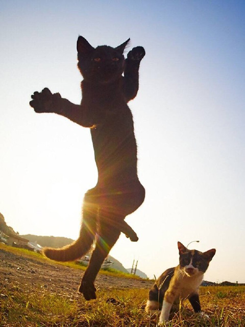 谁敢来领教一下老夫的无敌喵喵拳动物gif搞笑图片