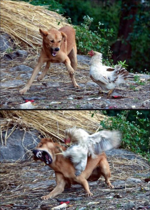 高手永远不会虚张声势，而是一招致命动物gif搞笑图片