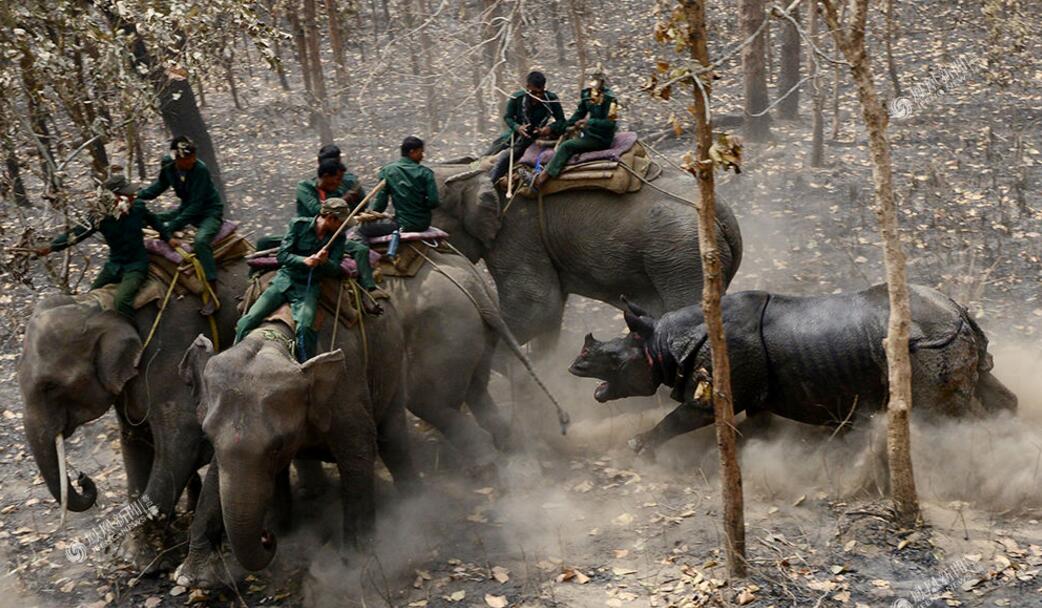 这是我的地盘动物gif搞笑图片