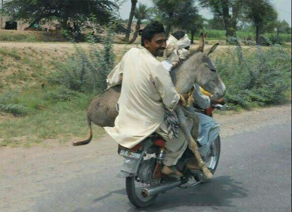 我有一只小毛驴，我从来也不骑动物gif搞笑图片