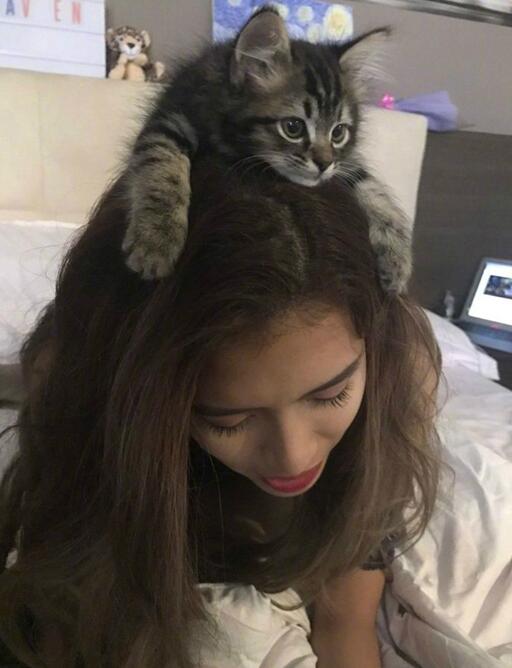 这个窝挺舒服，以后就归我了动物gif搞笑图片