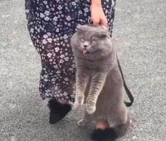 喵星人：铲屎的，你就这么把你主子带回家吗？动物gif搞笑图片