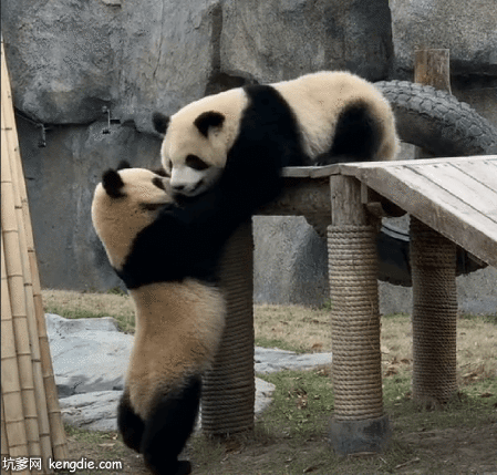 大熊猫木桩上打架gif动态图片动物gif搞笑图片