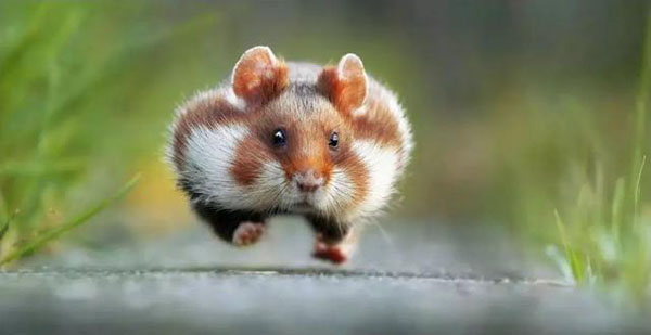 狂奔的小动物 表情太可爱了动物gif搞笑图片