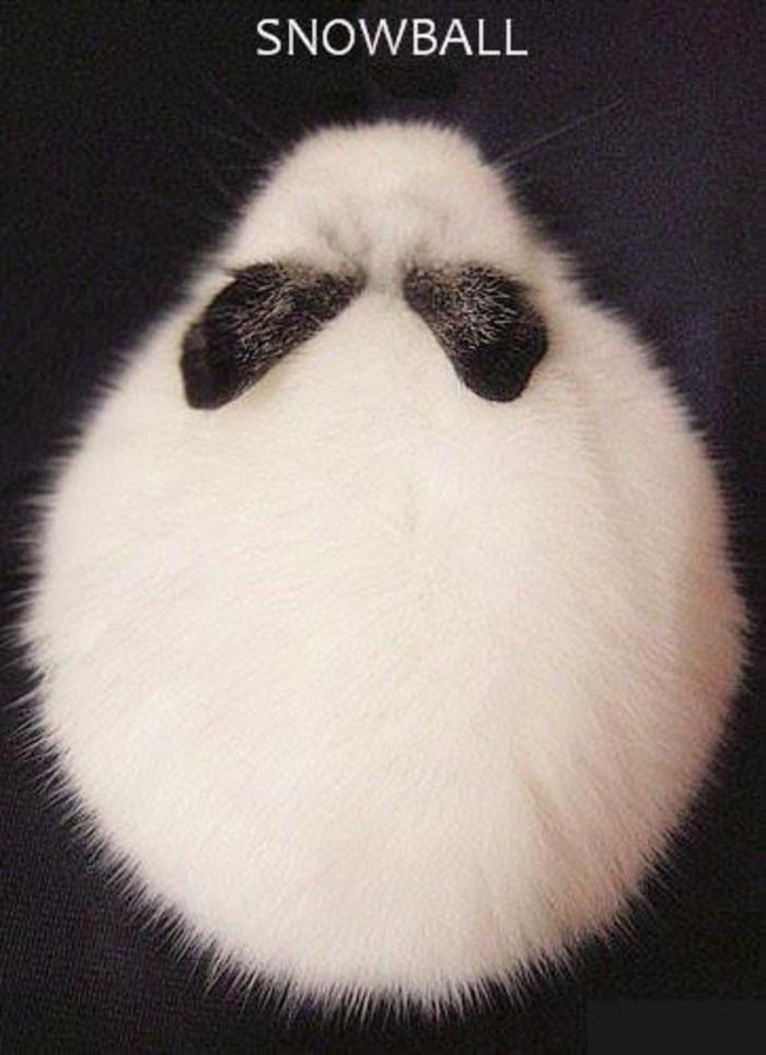 小雪球，你怎么有两个耳朵动物gif搞笑图片