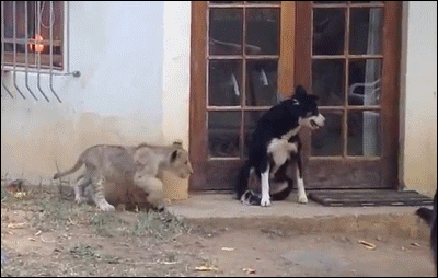 妈呀，吓死宝宝了动物gif搞笑图片