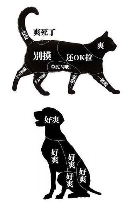 喵汪会爽的抚摸区对照版……动物gif搞笑图片