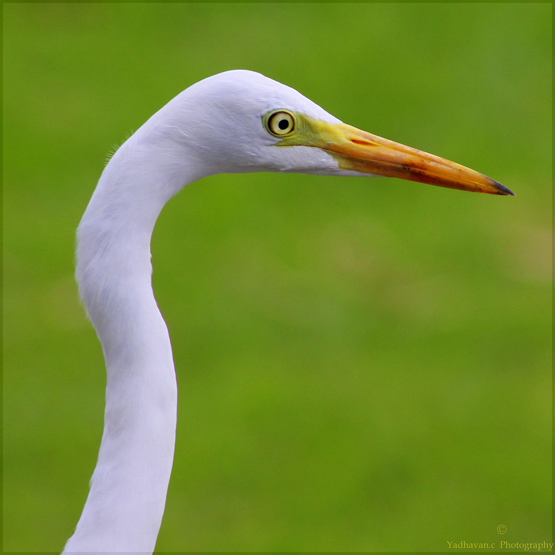 可爱动物（组图）动物gif搞笑图片