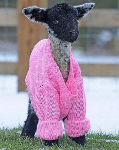 当宠物宝宝穿上毛衣之后动物gif搞笑图片