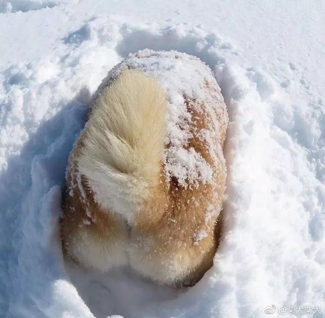 谁家的霜糖面包掉在雪地上了啊动物gif搞笑图片
