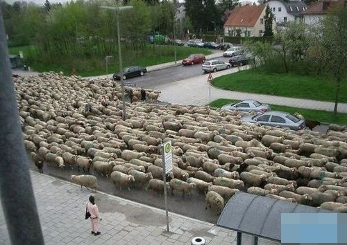 堵车啦动物gif搞笑图片