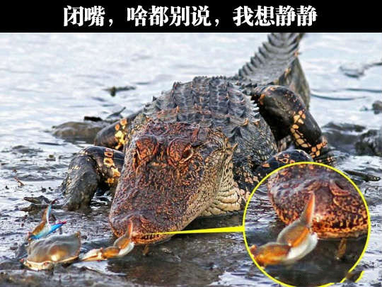 闭嘴，啥也别说动物gif搞笑图片