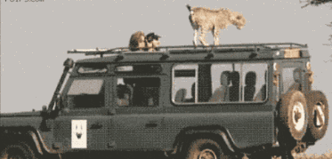 豹：给你点东西带回去留做纪念动物gif搞笑图片