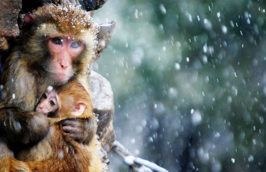 母亲是伟大的动物gif搞笑图片