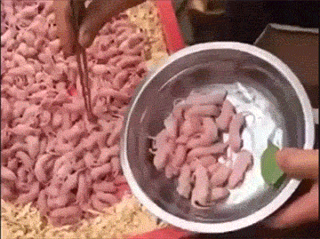 谁知道这叫什么菜动物gif搞笑图片