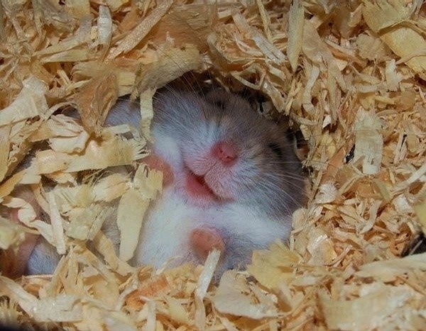 这下终于暖和了动物gif搞笑图片