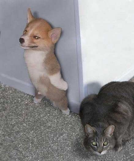 史上最强的躲猫猫动物gif搞笑图片