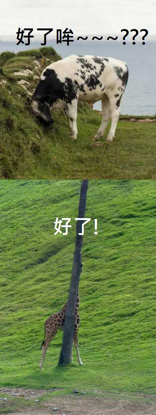 好了！好萌的长颈鹿动物gif搞笑图片