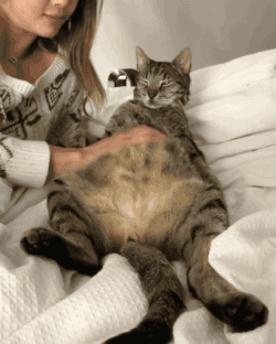 喵星人：大爷我姿势摆好了，上来吧~动物gif搞笑图片