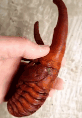 求科普这是什么啊动物gif搞笑图片