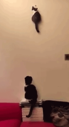 主人自从买了一个猫时钟后，家里的猫咪就不淡定了。。。动物gif搞笑图片