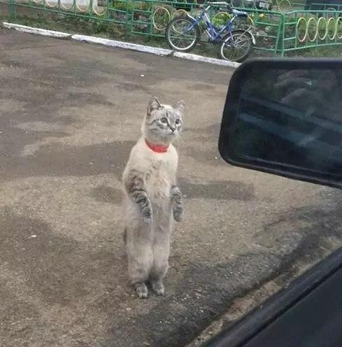 叔叔，我去菜市场的小鱼摊，带我一下吧动物gif搞笑图片