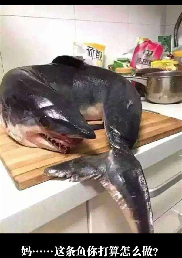 鲨鱼是保护动物吗？动物gif搞笑图片