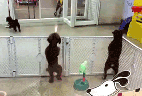 小PP扭的这节奏感啊～动物gif搞笑图片