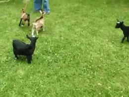 药不能停啊动物gif搞笑图片