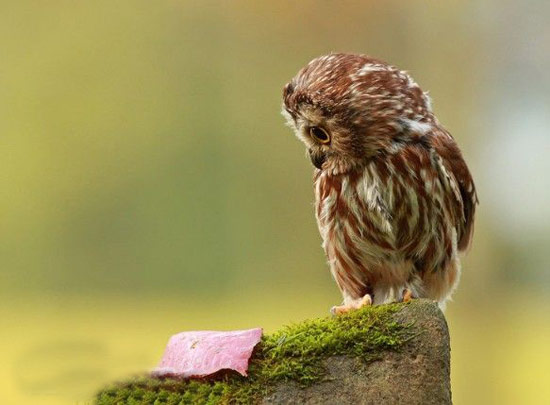 我是一只小小鸟动物gif搞笑图片