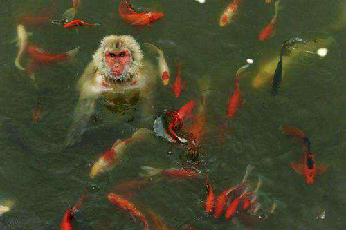 兄弟伙，快下来，这里好多鱼北北动物gif搞笑图片