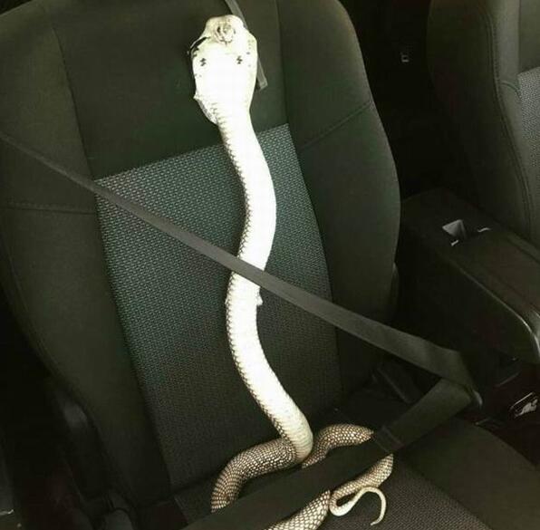 白素贞：相公，开车吧动物gif搞笑图片