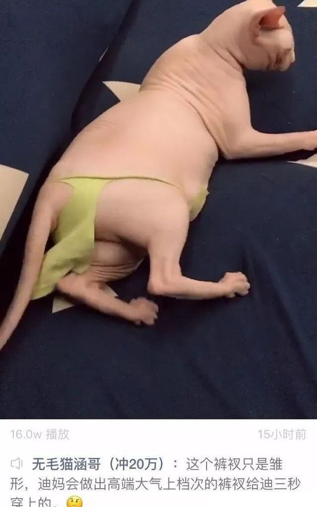 有个人家里养无毛猫长得太赤裸 他妈给猫缝了个裤衩子动物gif搞笑图片